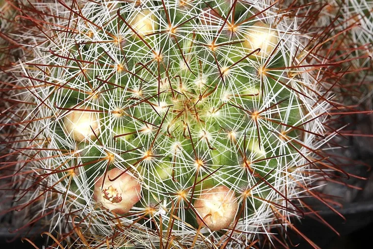 Mammillaria crinita botanical reference photo