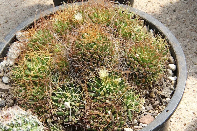 Mammillaria decipiens botanical reference photo