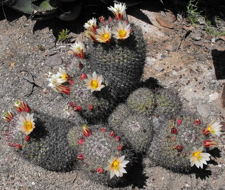 Mammillaria dioica botanical reference photo