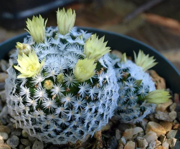 Mammillaria duwei botanical reference photo
