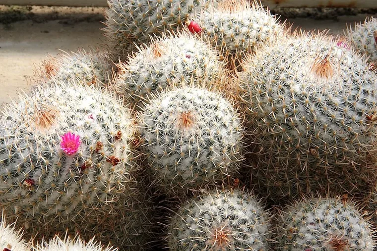 Mammillaria geminispina botanical reference photo