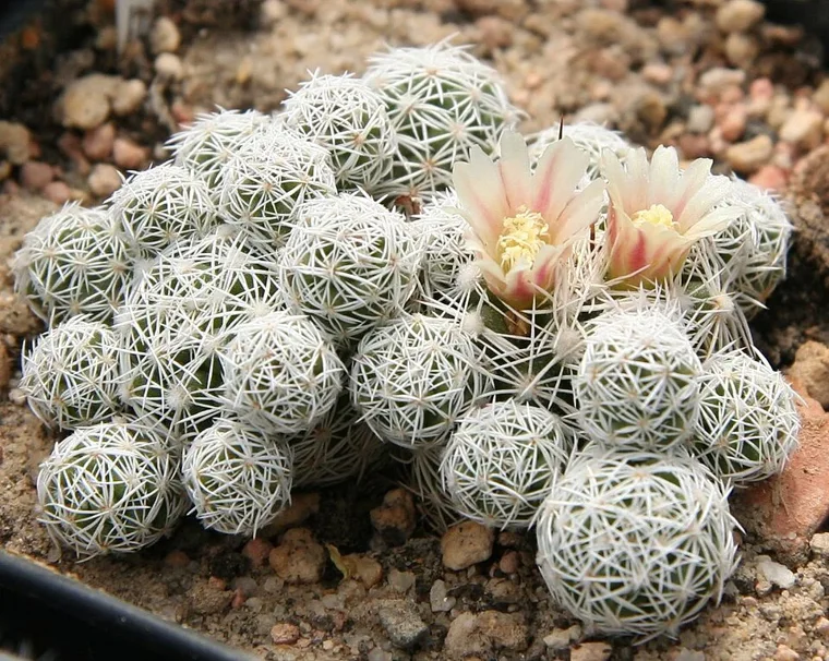 Mammillaria gracilis botanical reference photo