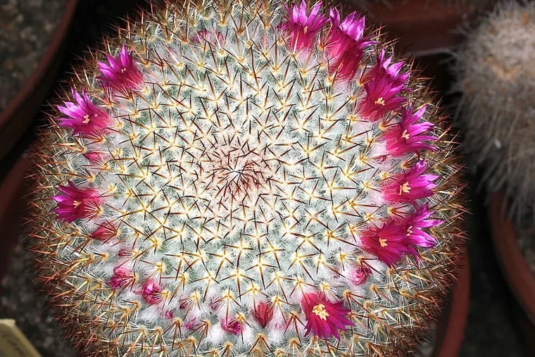 Mammillaria haageana botanical reference photo