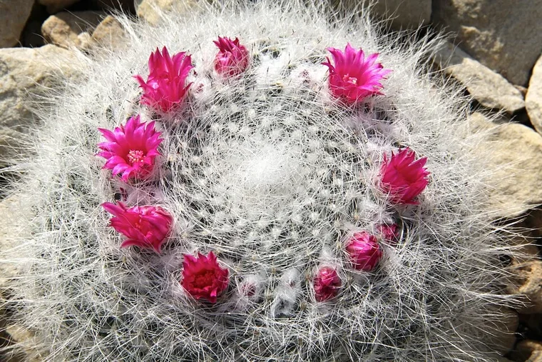 Mammillaria hahniana botanical reference photo