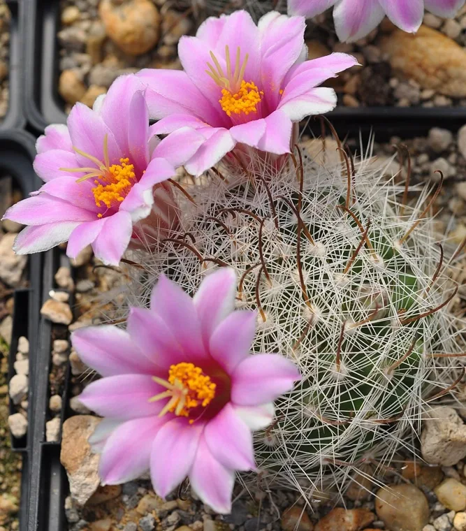 Mammillaria insularis botanical reference photo