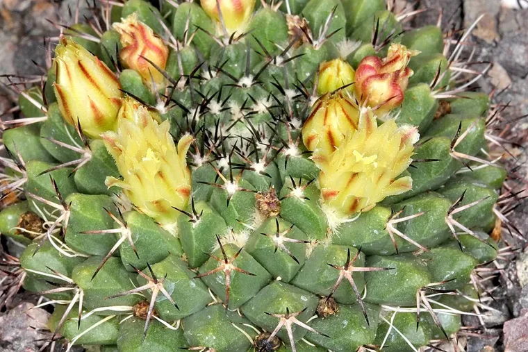 Mammillaria karwinskiana botanical reference photo