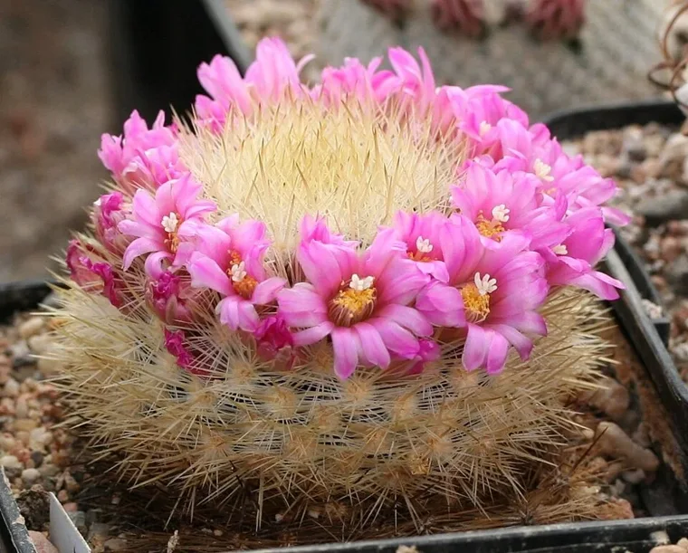 Mammillaria laui botanical reference photo