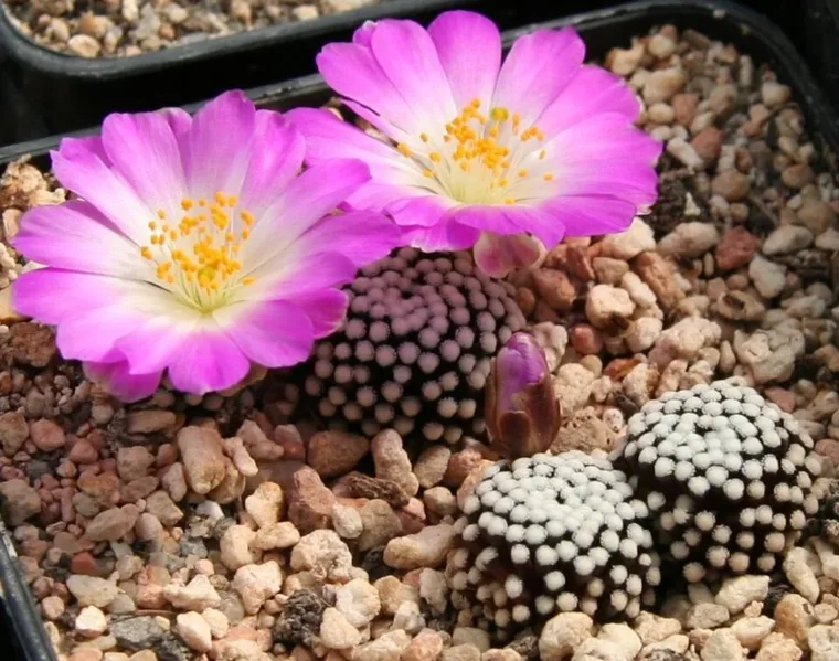 Mammillaria luethyi botanical reference photo