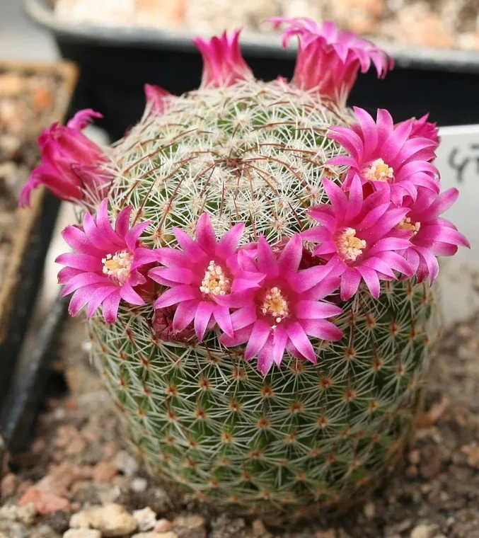 Mammillaria matudae botanical reference photo