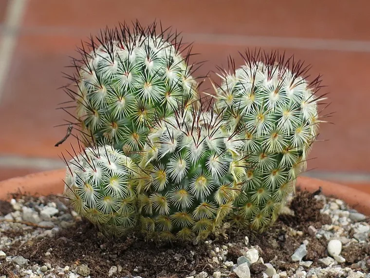 Mammillaria microhelia botanical reference photo