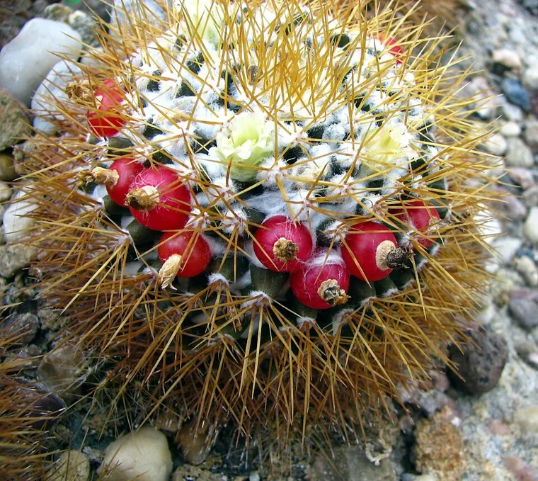 Mammillaria nivosa botanical reference photo