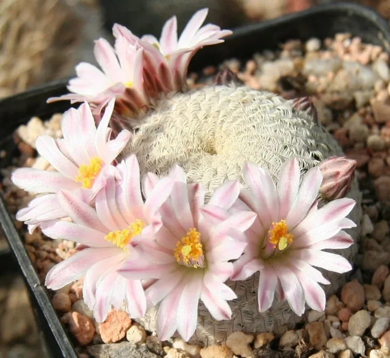 Mammillaria pectinifera botanical reference photo