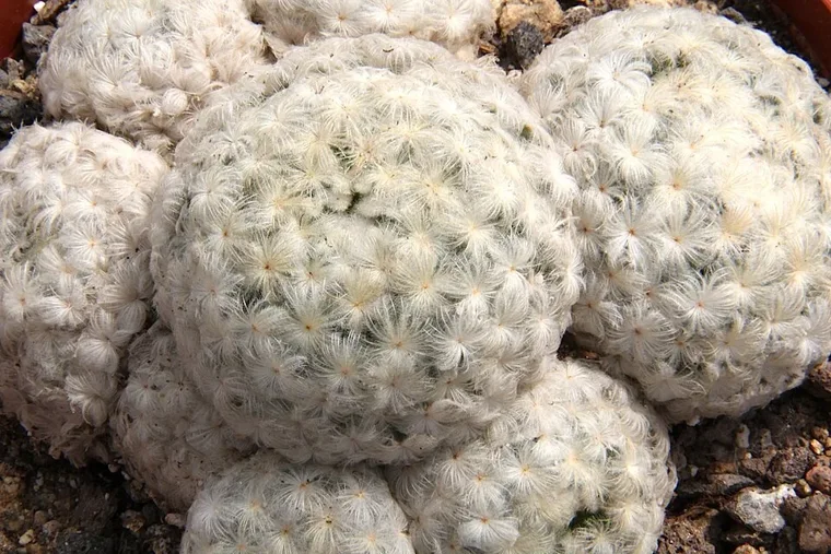 Mammillaria plumosa botanical reference photo