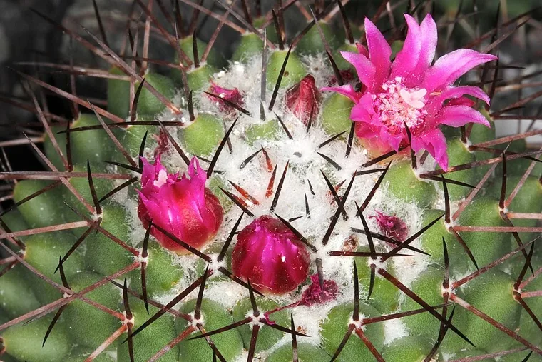 Mammillaria polythele botanical reference photo