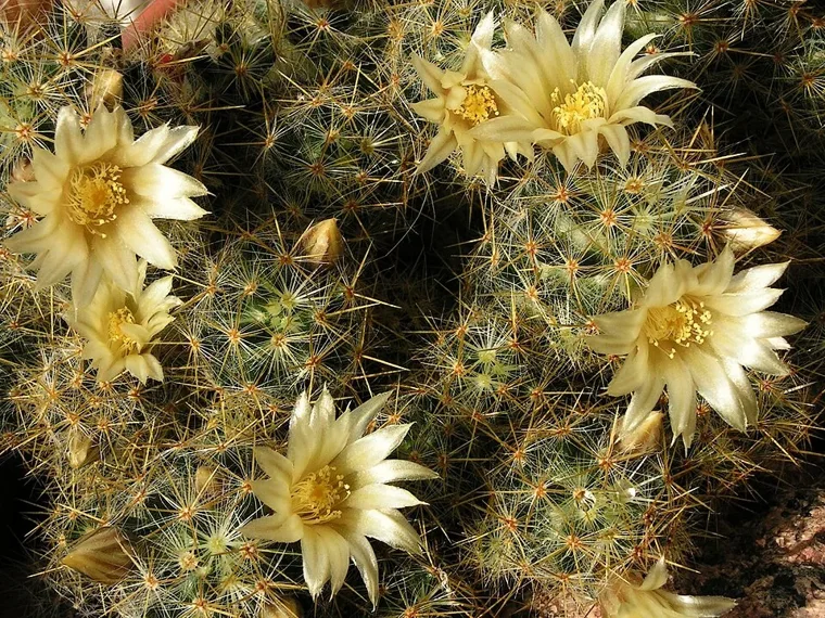 Mammillaria prolifera botanical reference photo