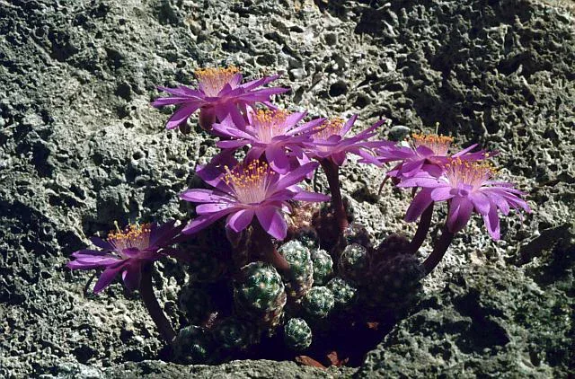 Mammillaria saboae botanical reference photo