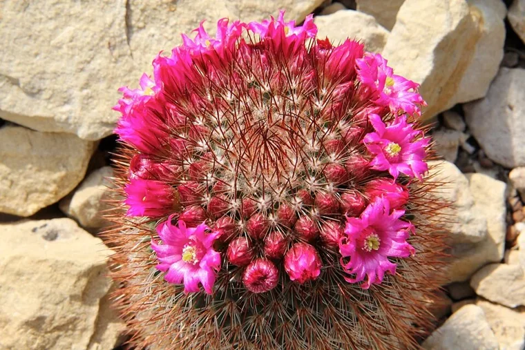Mammillaria spinosissima botanical reference photo