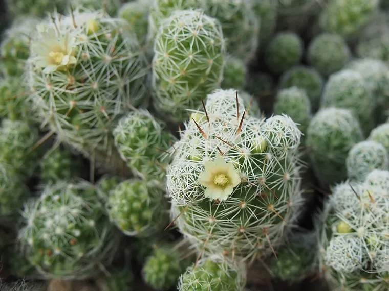 Mammillaria vetula botanical reference photo