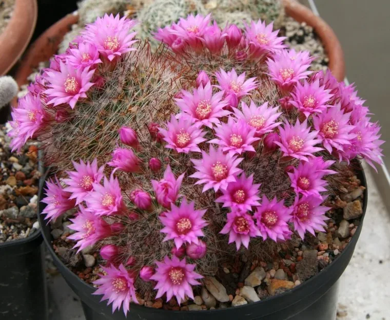 Mammillaria zeilmanniana botanical reference photo