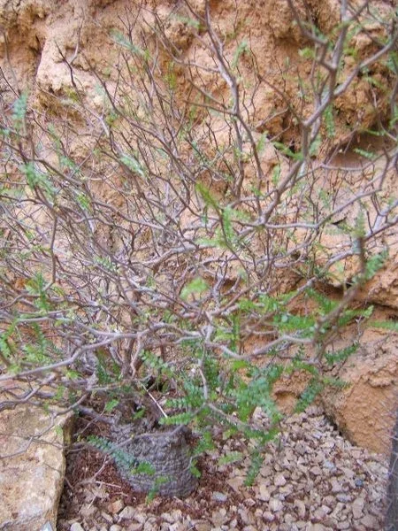 Operculicarya decaryi botanical reference photo