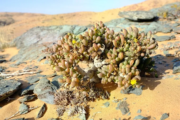 Othonna clavifolia botanical reference photo