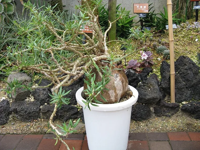 Pachypodium bispinosum botanical reference photo