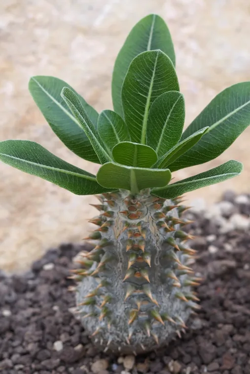 Pachypodium eburneum botanical reference photo