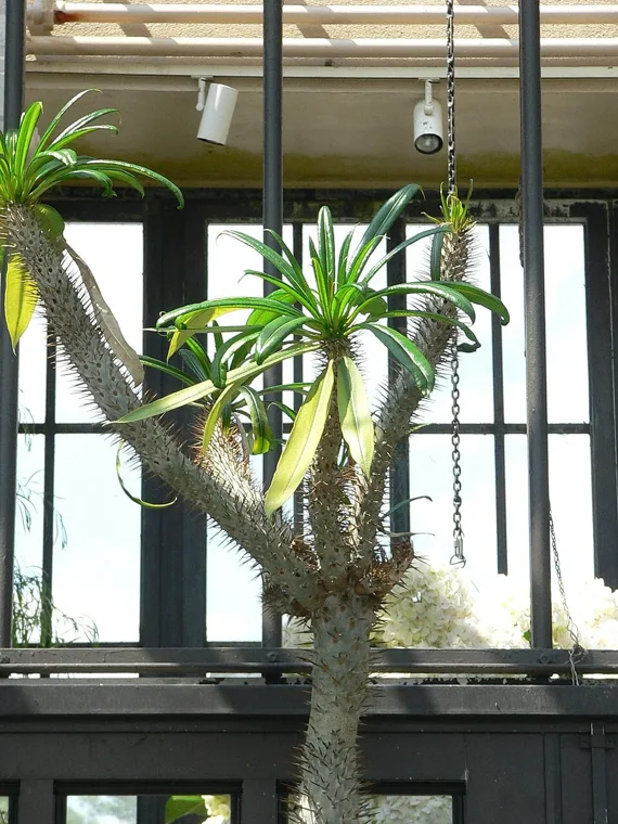 Pachypodium geayi botanical reference photo