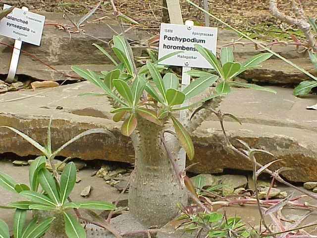 Pachypodium horombense botanical reference photo