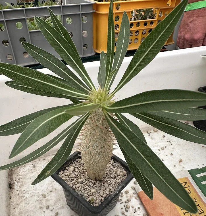 Pachypodium inopinatum botanical reference photo