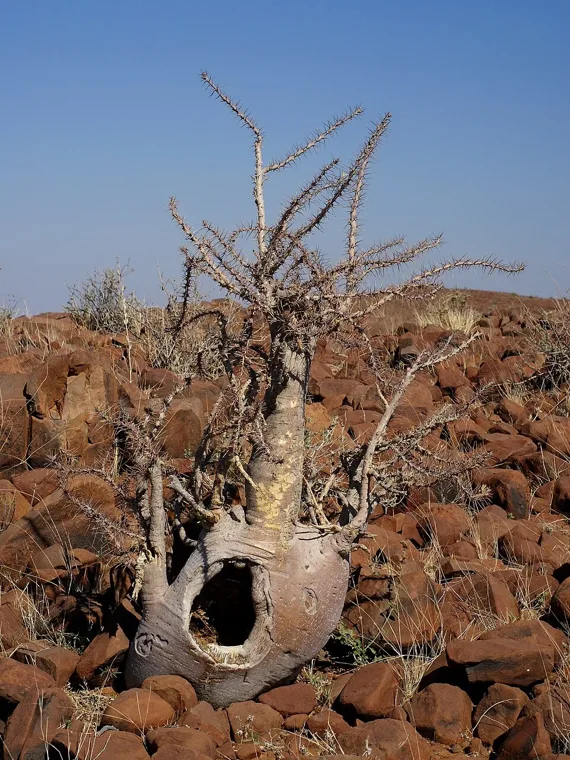 Pachypodium lealii botanical reference photo