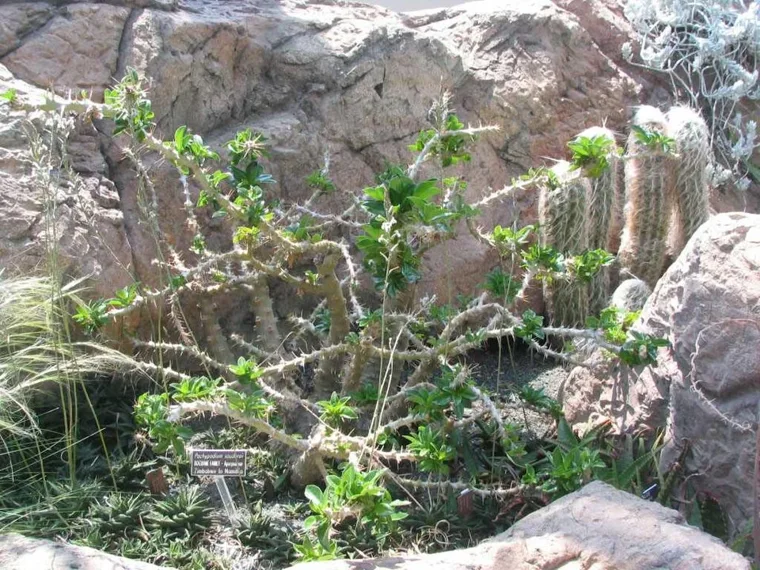 Pachypodium saundersii botanical reference photo
