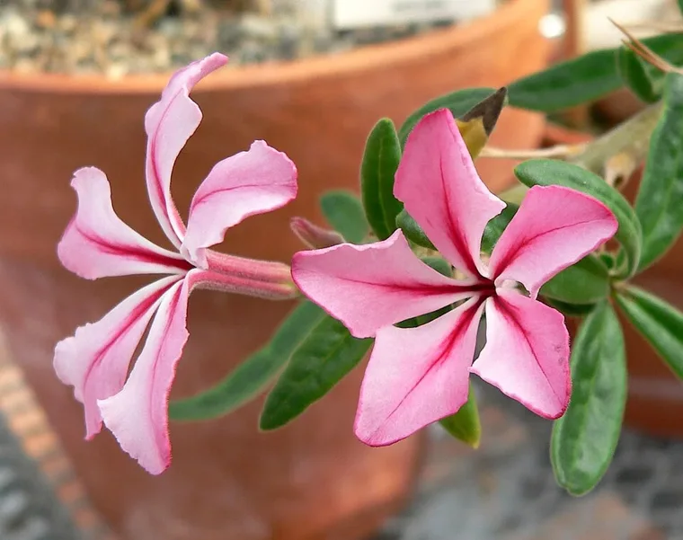 Pachypodium succulentum botanical reference photo
