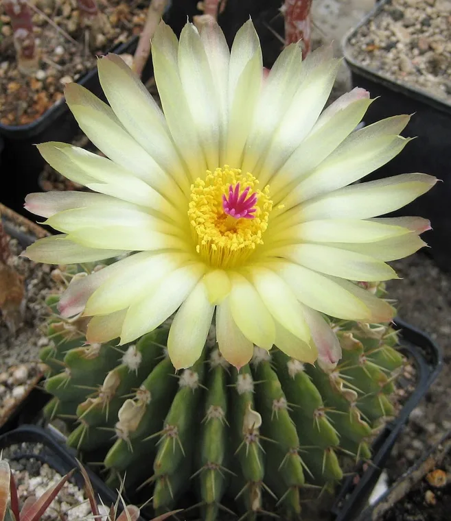 Parodia buiningii botanical reference photo