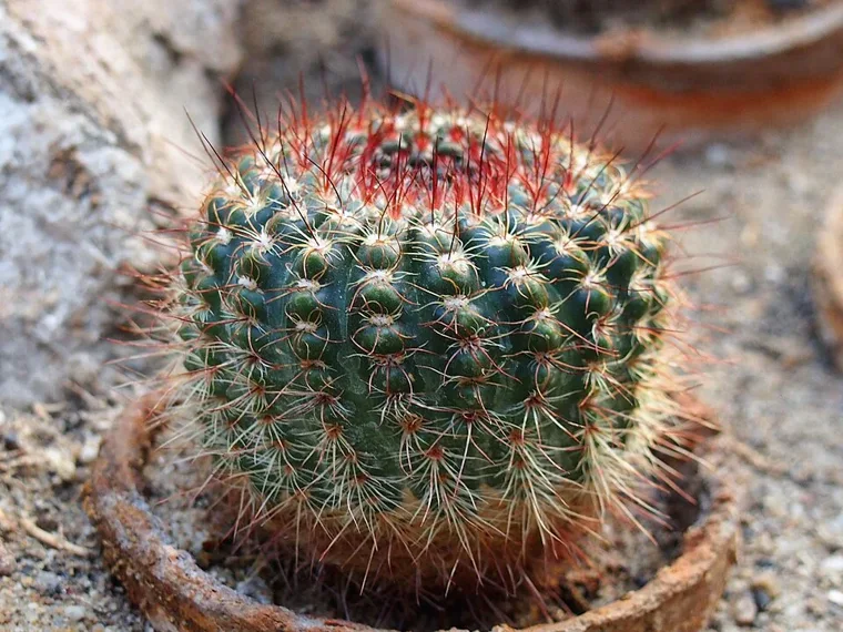 Parodia concinna botanical reference photo