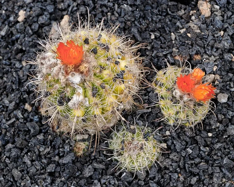 Parodia maassii botanical reference photo