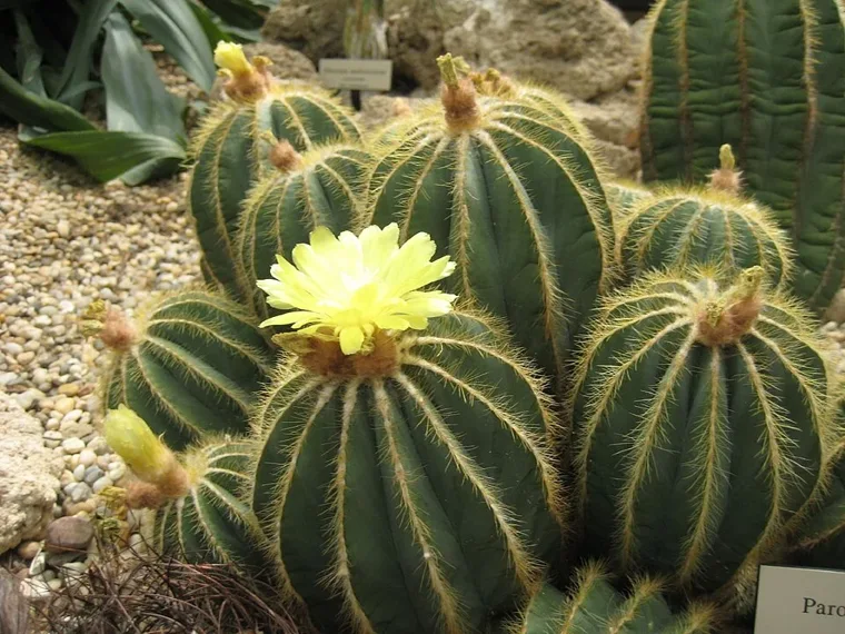 Parodia magnifica botanical reference photo