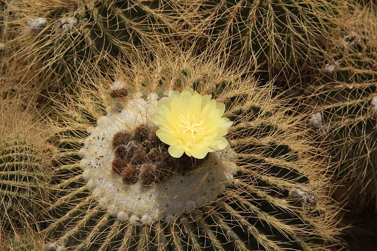 Parodia schumanniana botanical reference photo