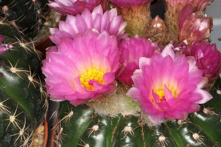 Parodia werneri botanical reference photo