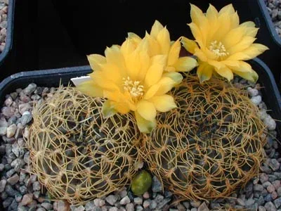 Rebutia arenacea botanical reference photo