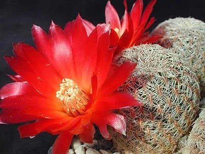 Rebutia canigueralii botanical reference photo