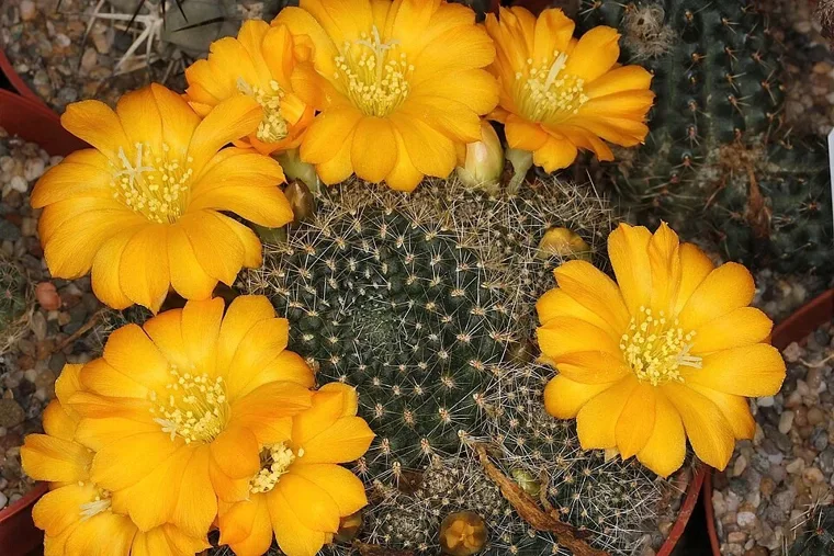 Rebutia marsoneri botanical reference photo
