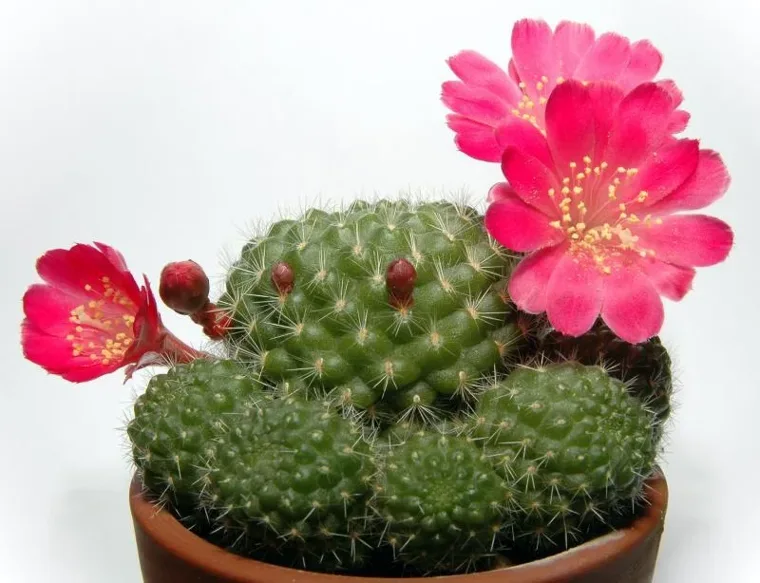 Rebutia minuscula botanical reference photo
