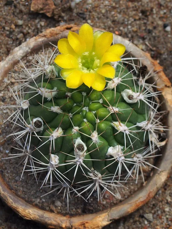 Rebutia neocumingii botanical reference photo