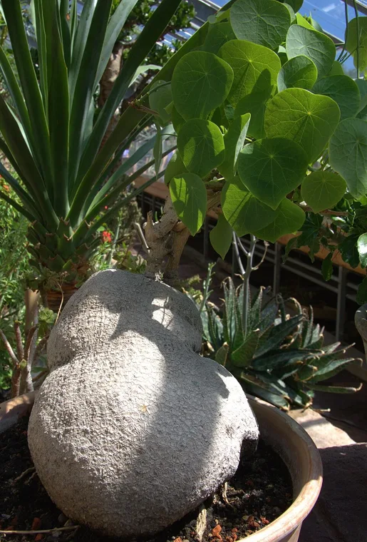 Stephania suberosa botanical reference photo