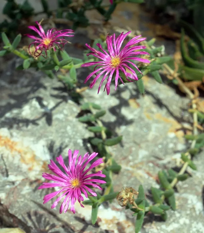 Trichodiadema barbatum botanical reference photo