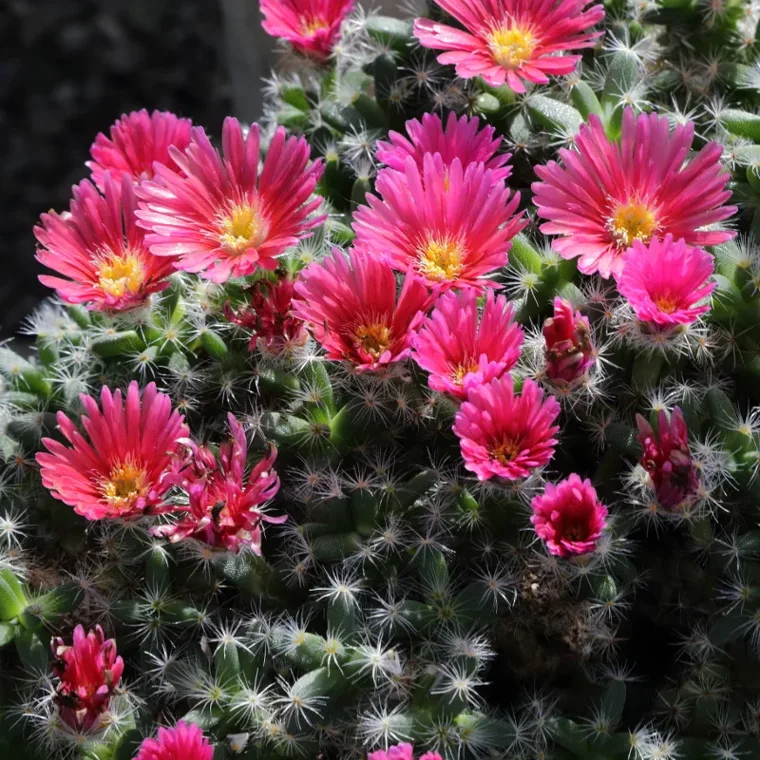 Trichodiadema densum botanical reference photo