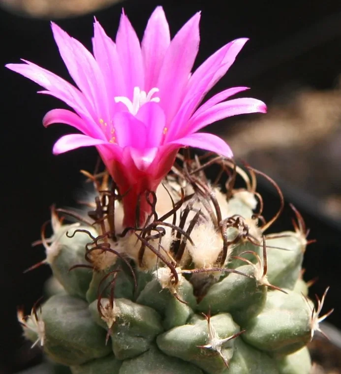 Turbinicarpus alonsoi botanical reference photo