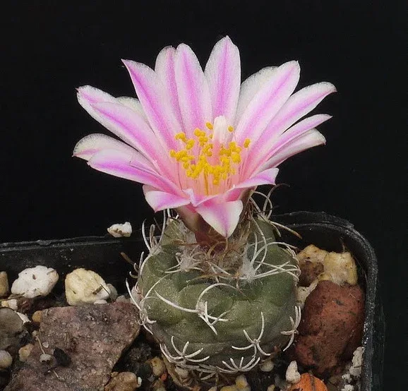 Turbinicarpus pseudomacrochele botanical reference photo