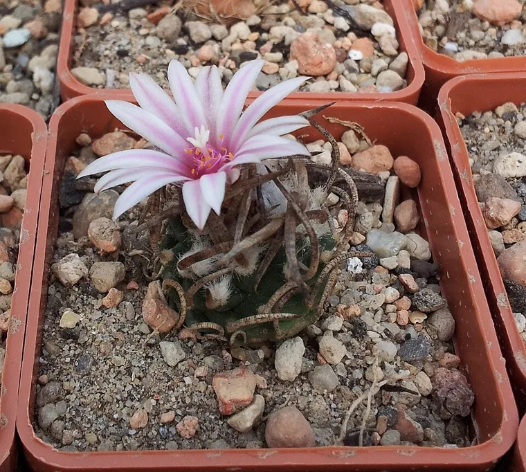 Turbinicarpus schmiedickeanus botanical reference photo